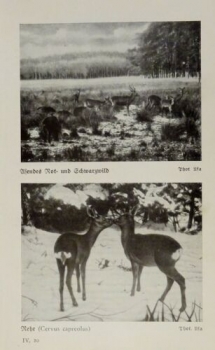 1926 - Rot- und Schwarzwild, Rehe / Wasserbock ... - alter Druck